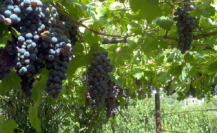 扶貧成果展覽館多媒體互動展示 扶貧成果展覽館多媒體互動展示